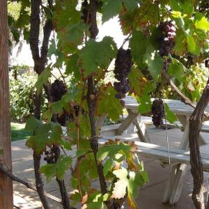 Paso Robles